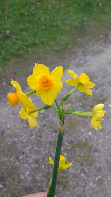 foto_cor_flor_amarela_150217