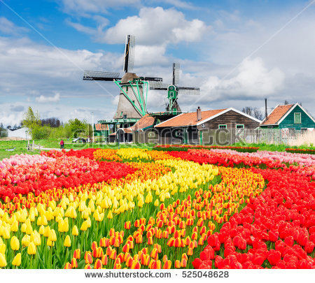 stock-photo-traditional-dutch-rural-scenery-with-windmill-and-blooming-tulips-netherlands-525048628